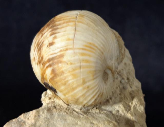 Otostoma retzii (NILSSON 1827) - Bild © FossNet FossilienStore
